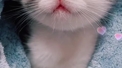 CUTE CAT