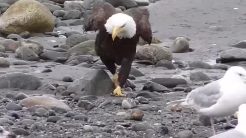 Bald Eagle Walking. Bye Bye North America -#Jesus