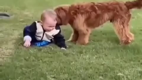 Cute funny dog playing with baby boy lovable scene