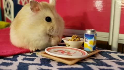 Pampered hamster eats breakfast in bed