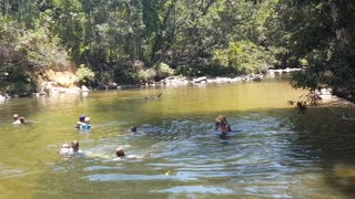 Cassowary Joins Family for a Swim