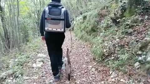 Walking in Forest with a cat
