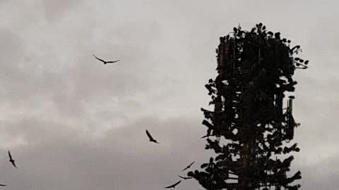 Birds migrate cell tower, watch!