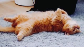 Cat Enjoying Sleep SO much