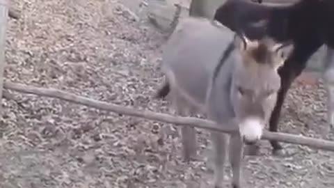 Donkey - A FUNNY DONKEY VIDEOS| Pets And Animals