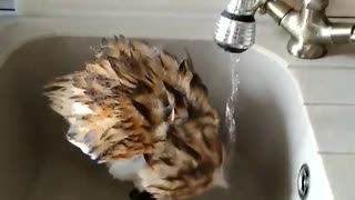 The barn owl takes a bath in the kitchen sink