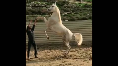 An Icelandic Horse and Owner Dance on the Beach