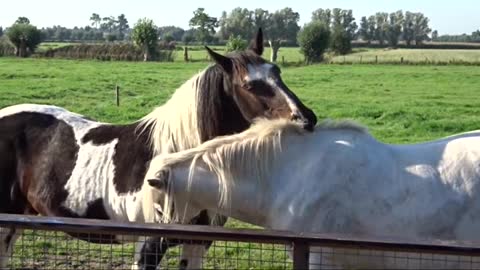 Horses grooming