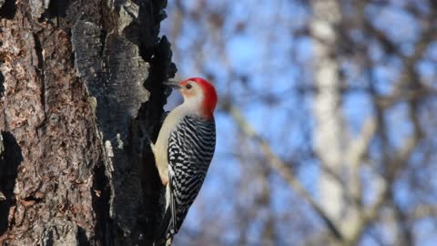 Red Bellied Woodpecker