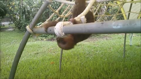 Baby Sloths Love To Climb