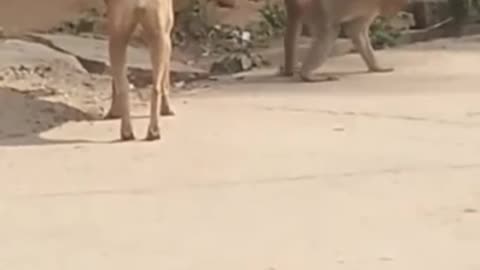 Super Funny Animal Video that Will Make You Laugh Out Loud _ Keep Laughing _ Do Share & Subscribe