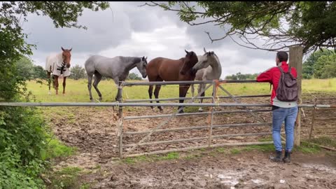 Horses unedited