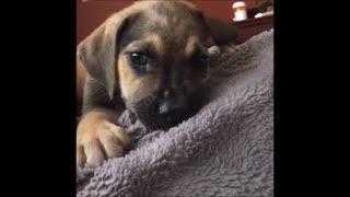 Puppy really likes his blanket