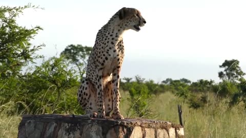 Fastest Running Animal - Cheetah! 1080p HD | FIVE FACTS