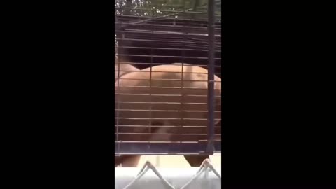 Best Funny Lion video, Amazing Big Lion in Cage