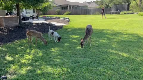 Silly dog decides to graze with his deer friends