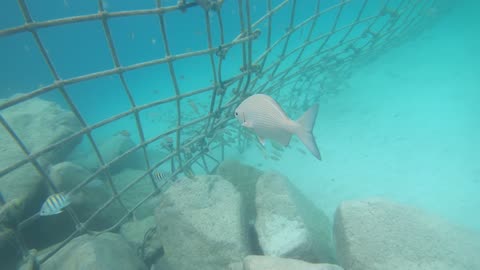 Snorkel MSC Cruise lighthouse beach Ocean Cay reserve, Bahamas