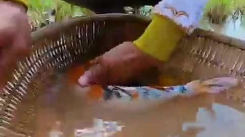 This video So Amazing Founding Big KOI fish