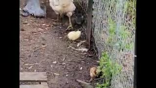 MAMA HEN with chicks