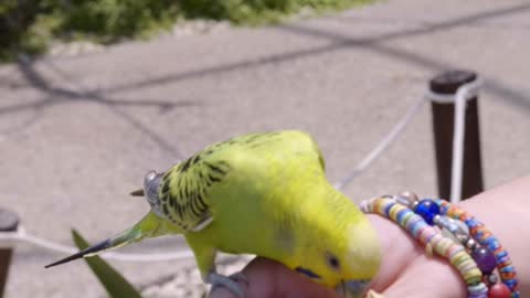 A person feeding a bird, a very cute moment with a cute bird