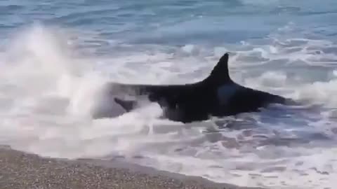 whale catches his game at the seaside wow