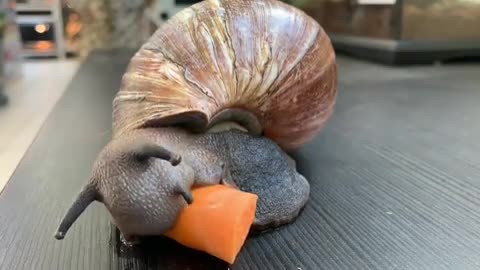 giant African snail eating a carrot