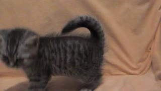 Pierre the Kitten Plays Around