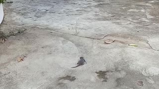 Playful Rat Chases Its Tail
