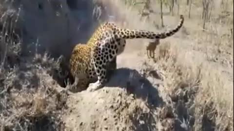 Tiger attack hol