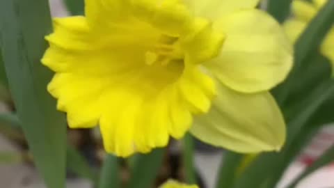 Arrowhead flower