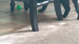 Cat chasing a ball