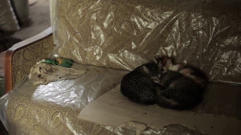 Three cats sleep together snuggling together on cardboard on a sofa in a dirty room
