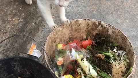 I found my cat eating in litter, so punished, watch the video