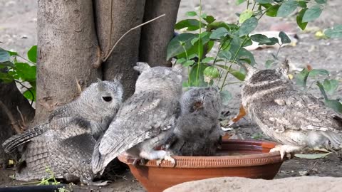 Indian Scop Owl Family