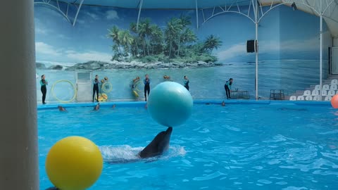 Dolphins play with balls