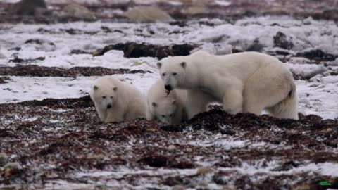 Polar bears having fun