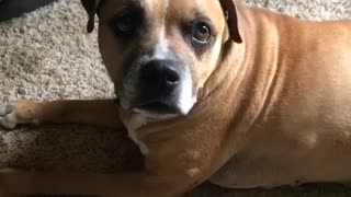 Brown dog resting on carpet looks at camera