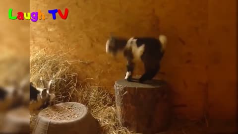 Cute baby goat playing
