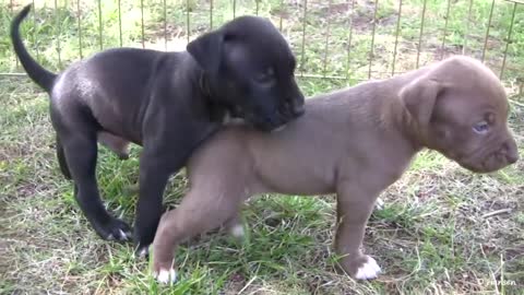Pit Bull feeds Her Puppies - Very Cute!