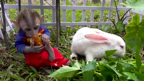Animal Monkey Funny and Cute Baby Bunny Rabbit Videos in the Hole! Animal Islands