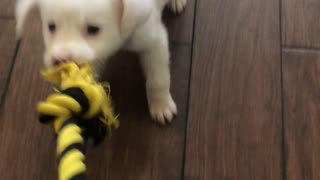 3 month old Ozzy playing tug of war