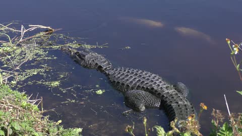 American Alligator basking near a fish nest