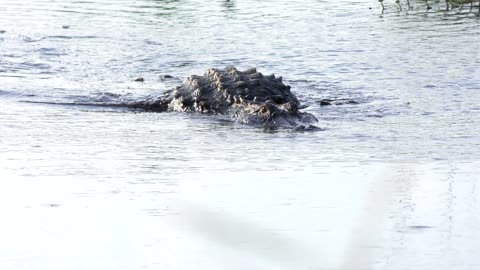 large american alligator swims in the lake