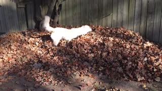 Dog Loves Leaves