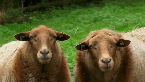 twin sheep
