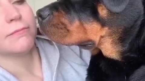 rottweilers.only