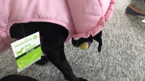 Derpy dog plays fetch wearing ridiculous coat