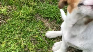 Jack Russell Pup Learns Proper Snake Etiquette