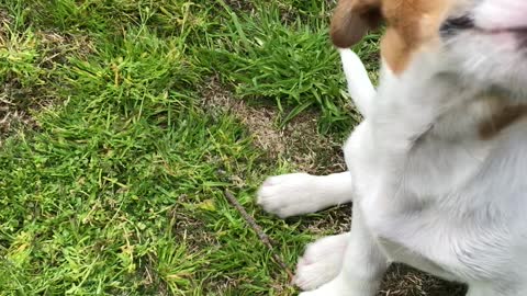 Jack Russell Pup Learns Proper Snake Etiquette