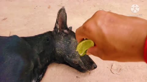 [Feeding sour Lime to dog😹] SEE THE FUNNY REACTION!